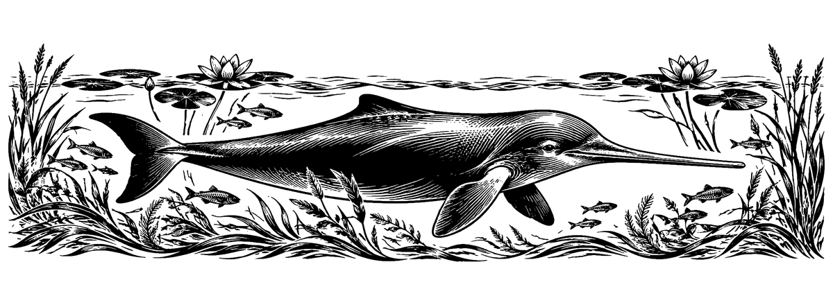 Indus River Dolphin - flat black-and-white panoramic laser engraving artwork. A long-beaked river dolphin swims among flowing water, small fish, reeds and waterlilies.